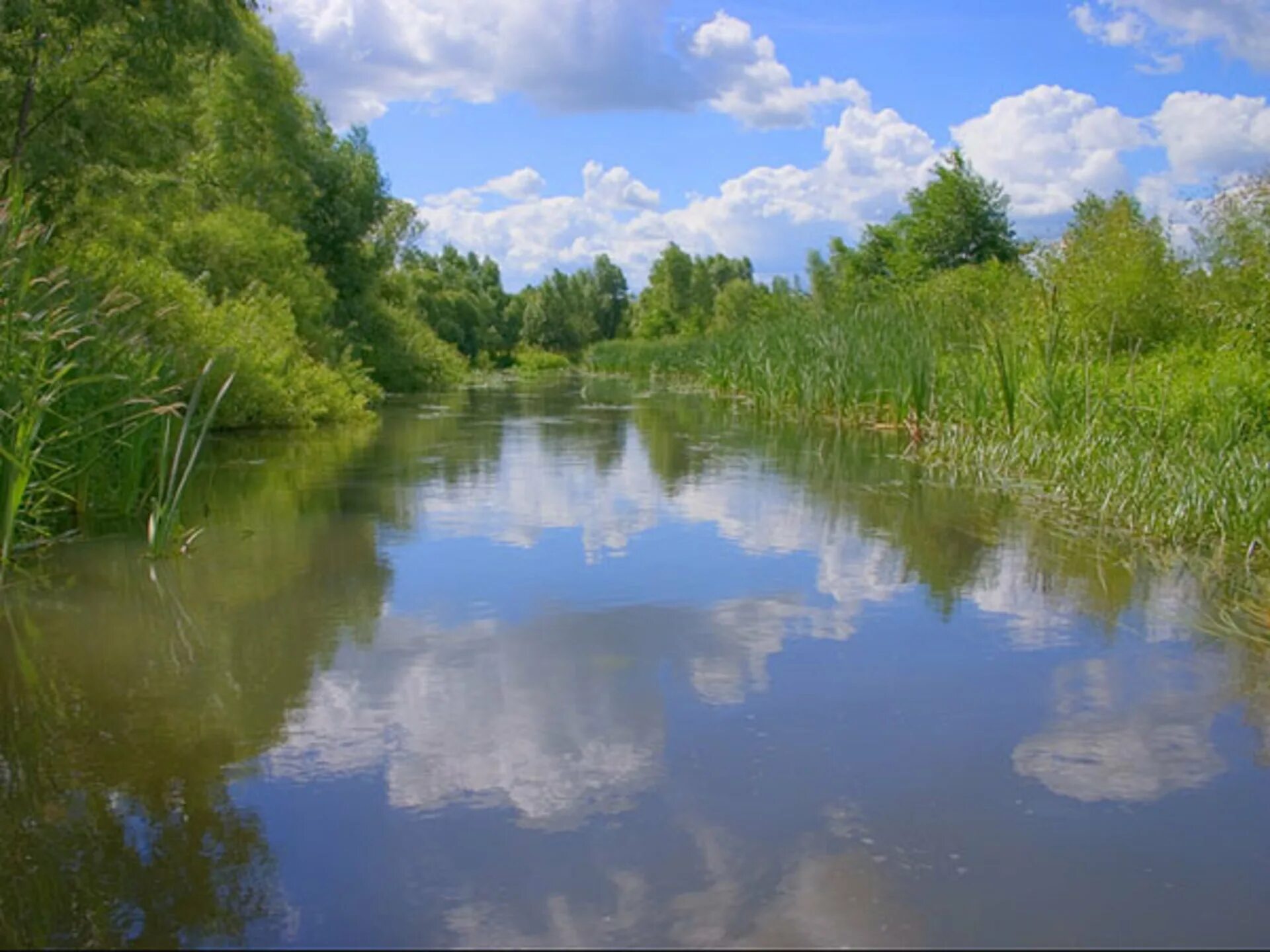 Родная вода. Река Лесной Воронеж. Малые реки Тамбовской области. Река Лесной Тамбов. Вода источник жизни.