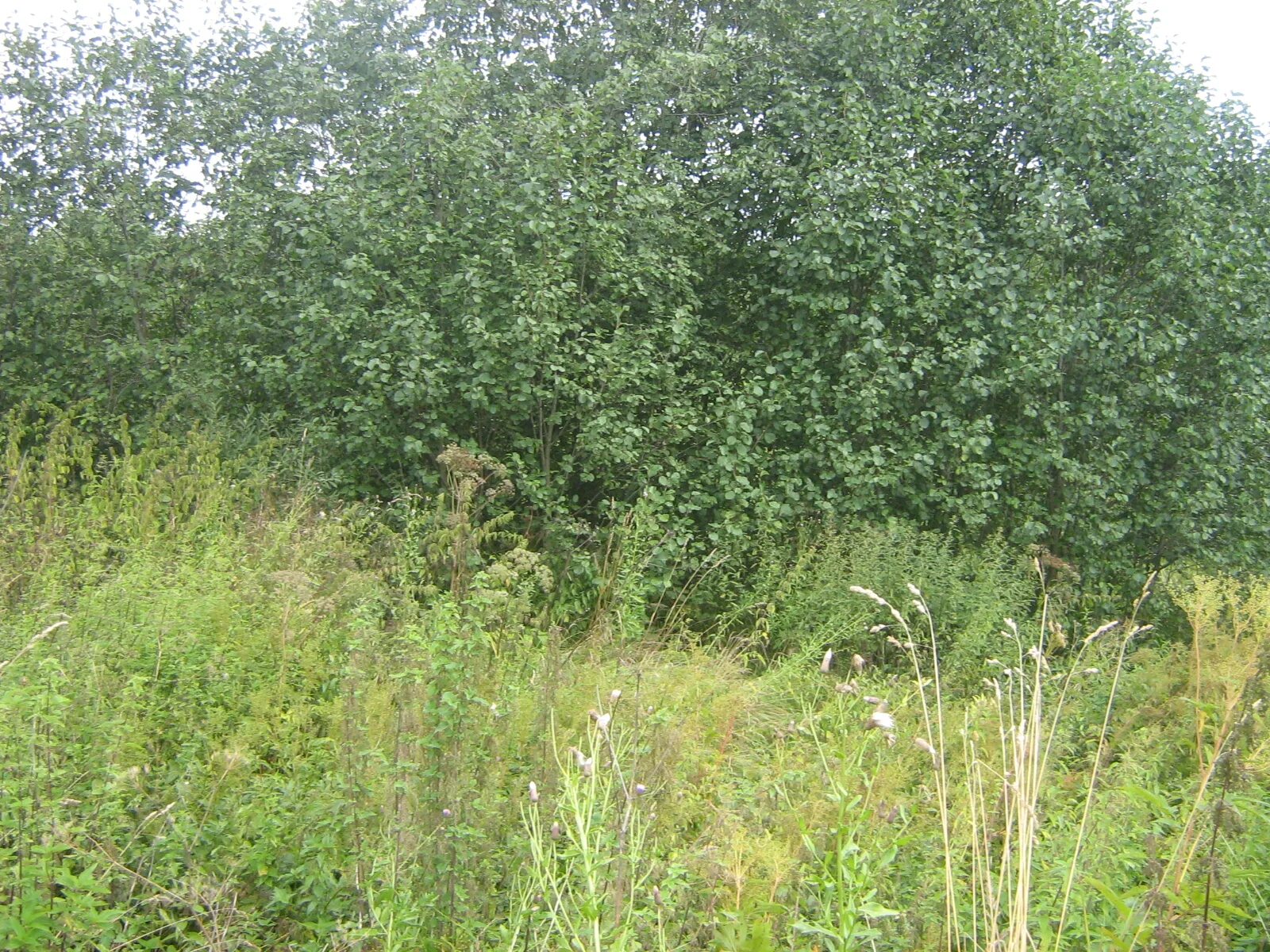 Московская область клинский район деревня лаврово. Участки садовка. Поселок защепино. Клинский район деревня лаврово участки. Поселок нея костромской области.