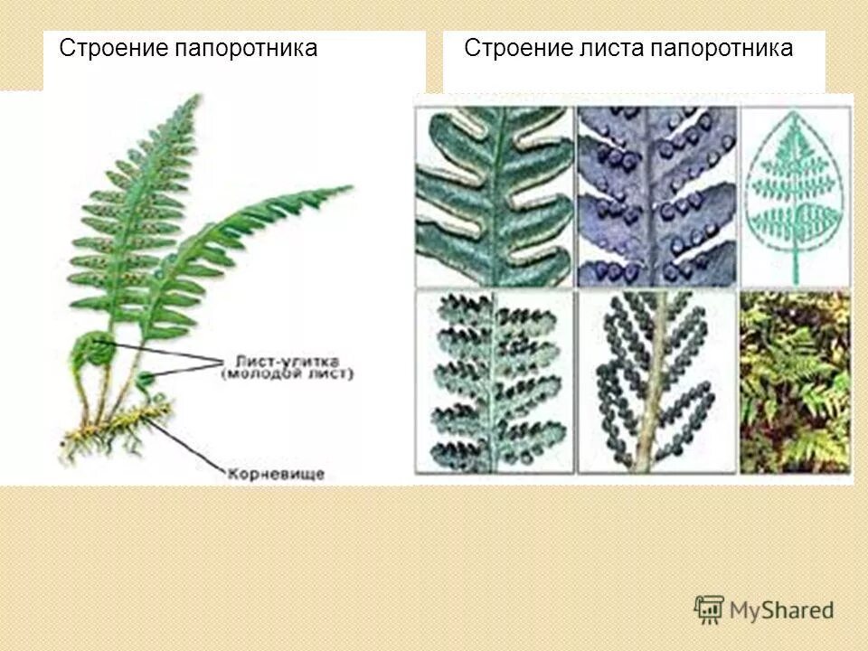 Какие органы есть у папоротников. Папоротник Щитовник строение. Строение листьев папоротника. Отряд Папоротникообразные строение. Папоротник вайн строение.