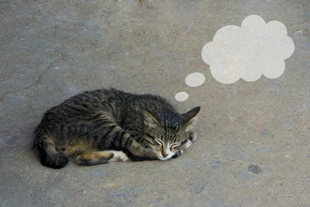 Уличная кошка. Котята уличные спят.