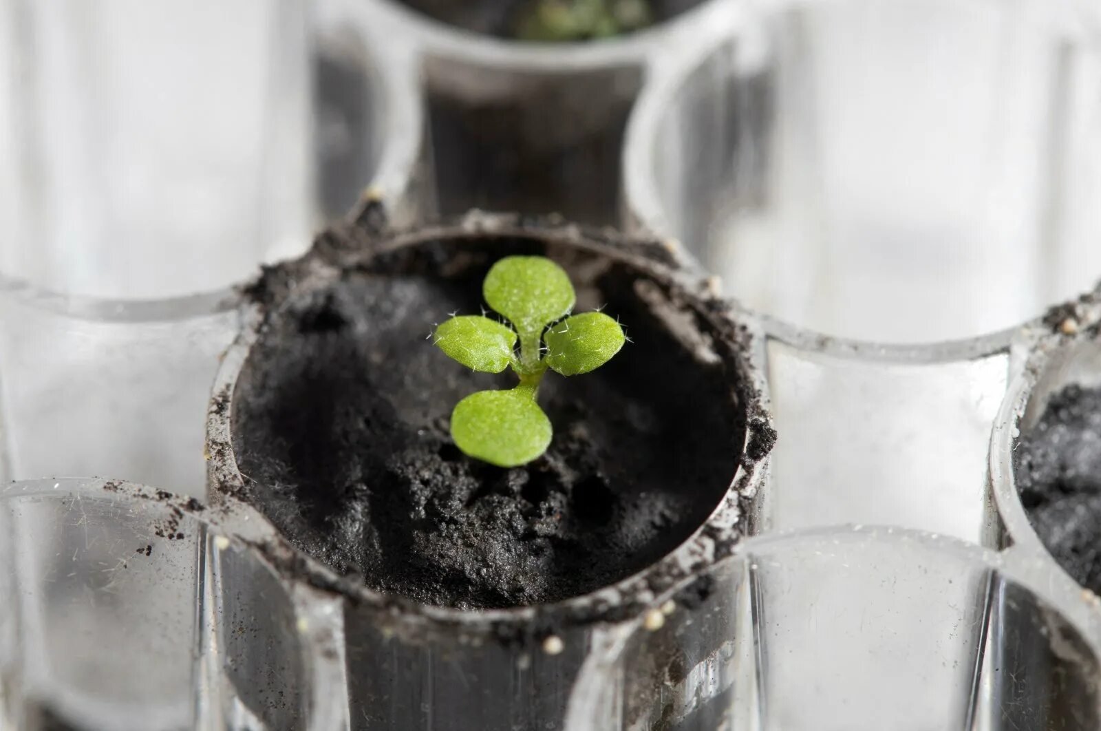 Growing science. Растения в лунном грунте. Растения, выращенные на лунном грунте. Ученые вырастили растения в лунном грунте. Трава прорастает.