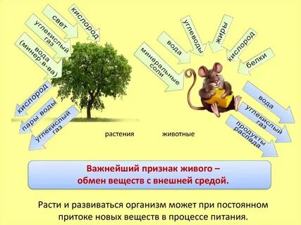 Обмен веществ свойство живого примеры