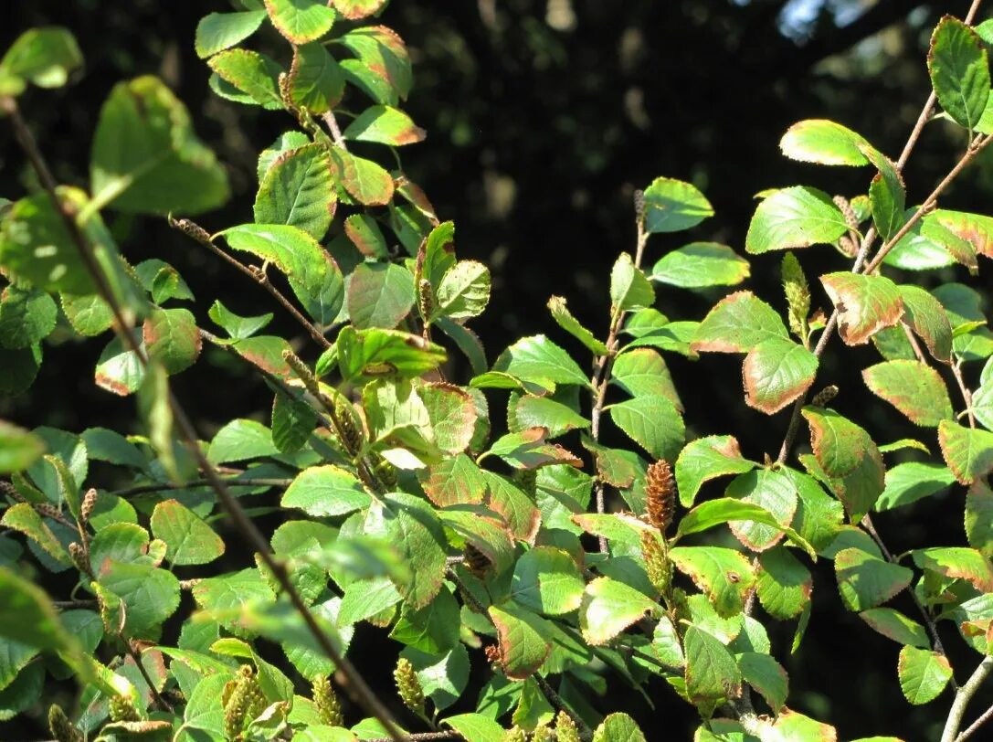 осина erecta. аралия чертово дерево. вяз приземистый ulmus pumila. айлант китайский ясень. аралия дальневосточная.