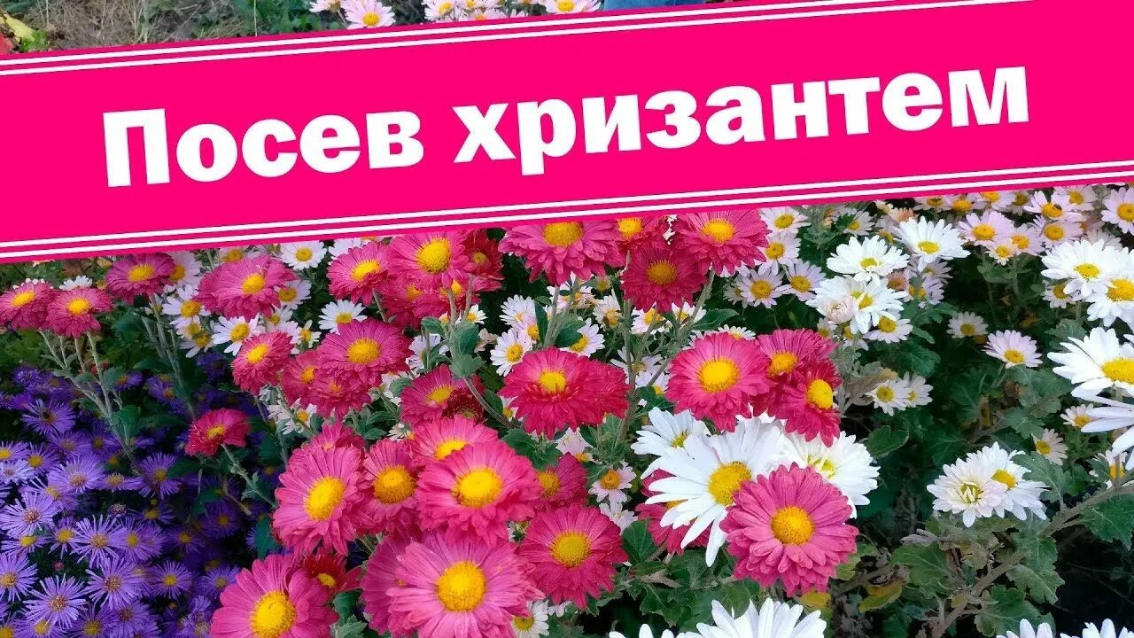 Хризантема посадка семенами. Индийская хризантема семена. семена хризантемы многолетней. хризантемы многолетние в семенах. цветы хризантемы семена.