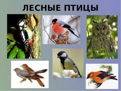 В лесу живут разные птицы