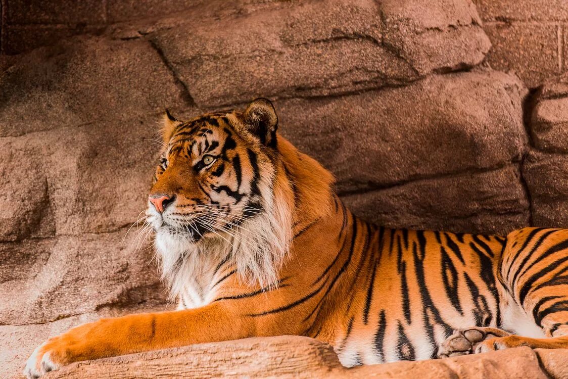 Суматранский тигр. Суматранский тигр и Амурский тигр. Красивый тигр. Самые красивые тигры. Тигровый картинка