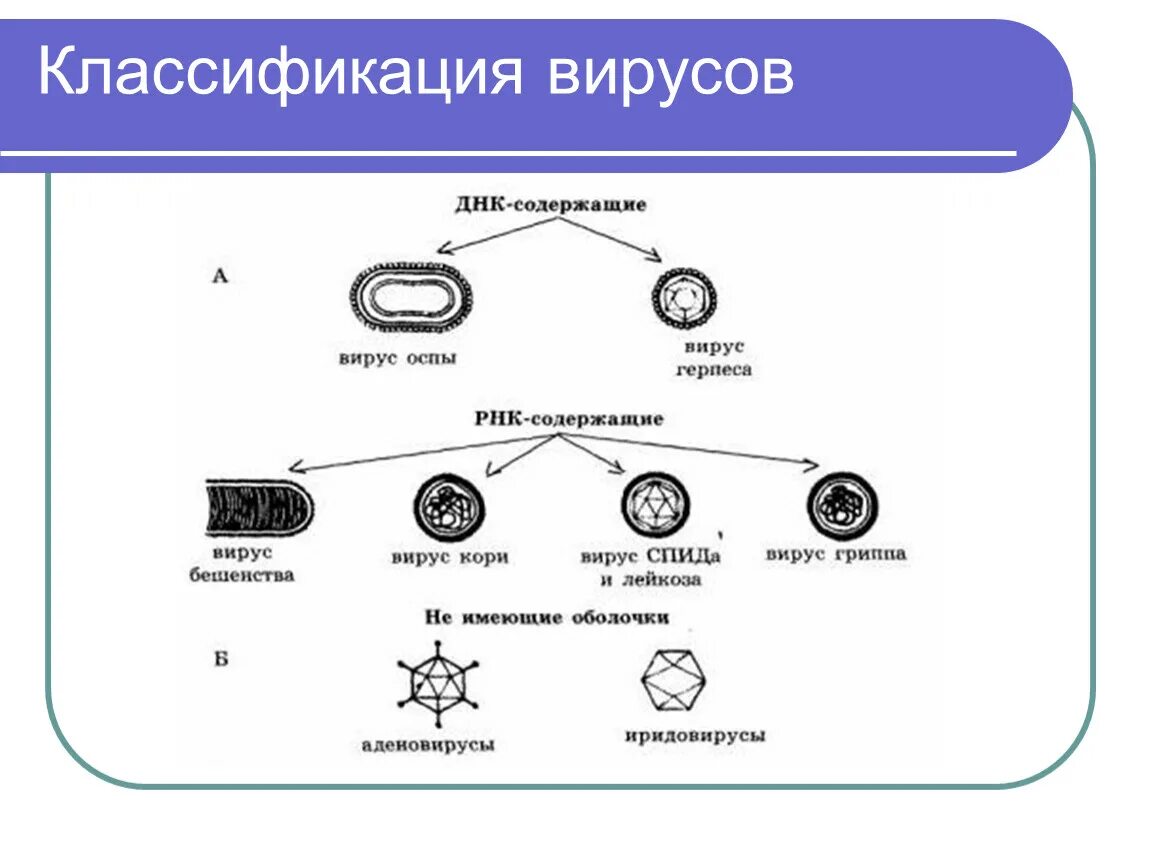 Вирусы 1 группы. Классификация вирусов. Классификация вирусов ДНК И РНК содержащие. Вирусы микробиология схема классификации. Классификация вирусов биология.