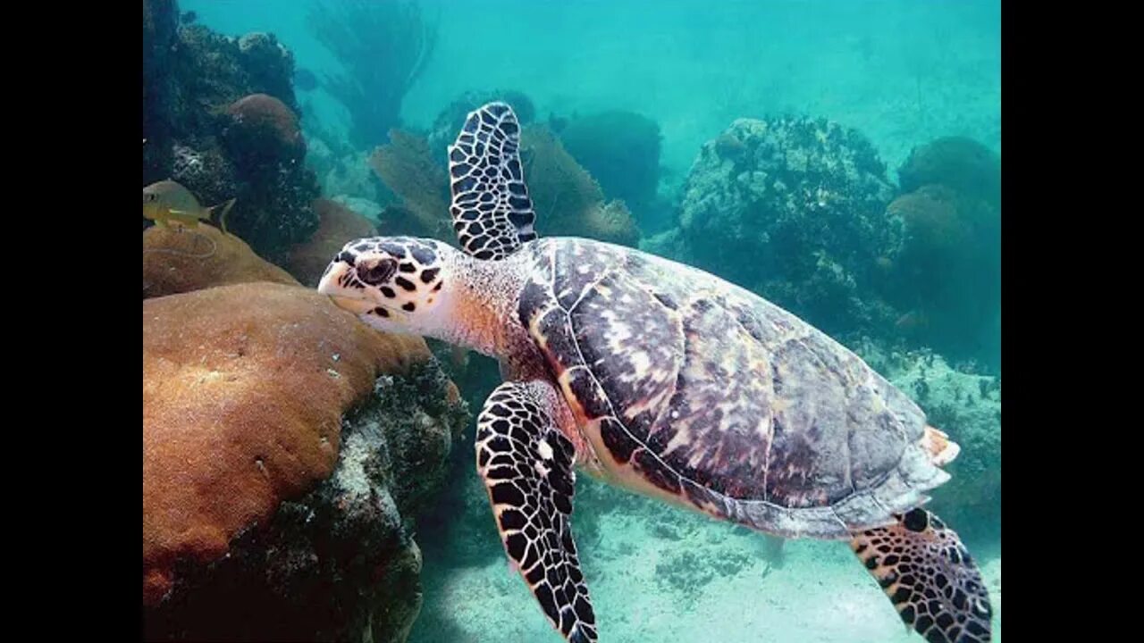 Какие черепахи относятся к морским. Черепаха бисса Нектон. Морская черепаха. Морской Нектон. Про морских черепах детям.