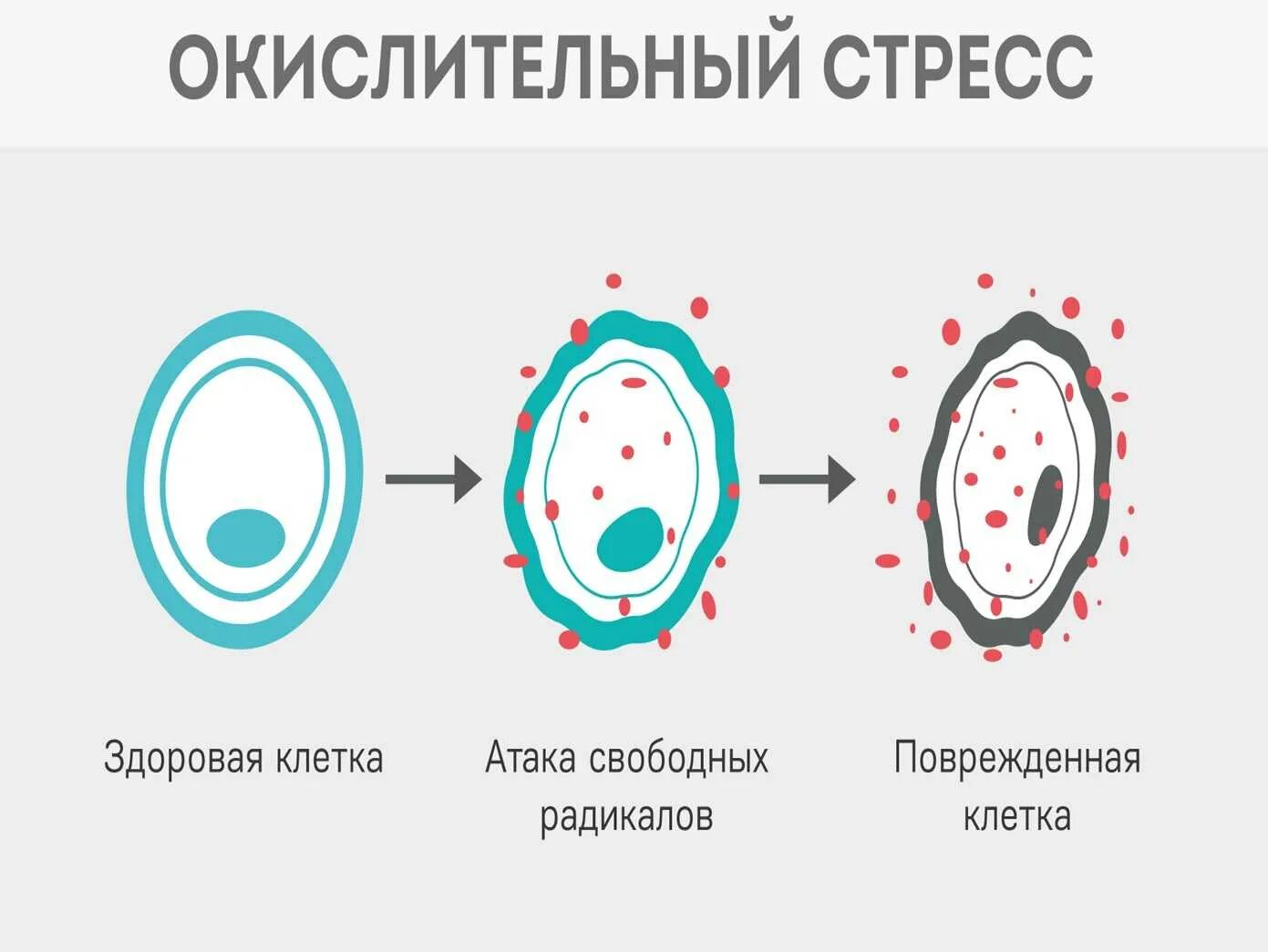 Окислительный стресс организма