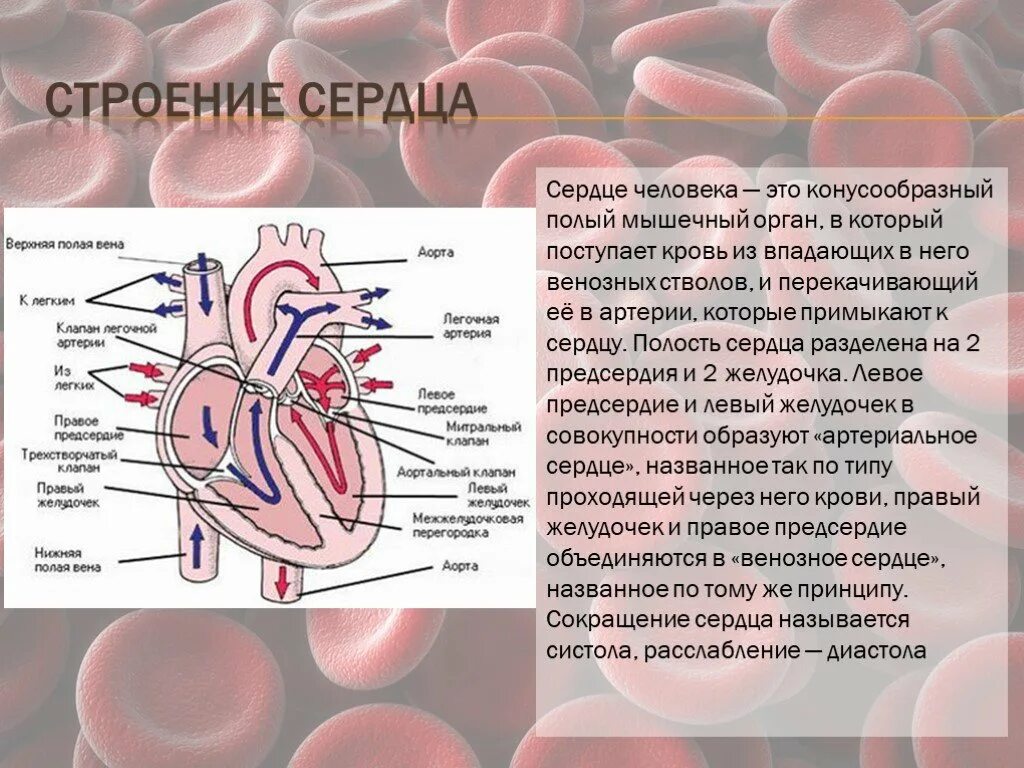 Сердце является полым мышечным органом разделенным на