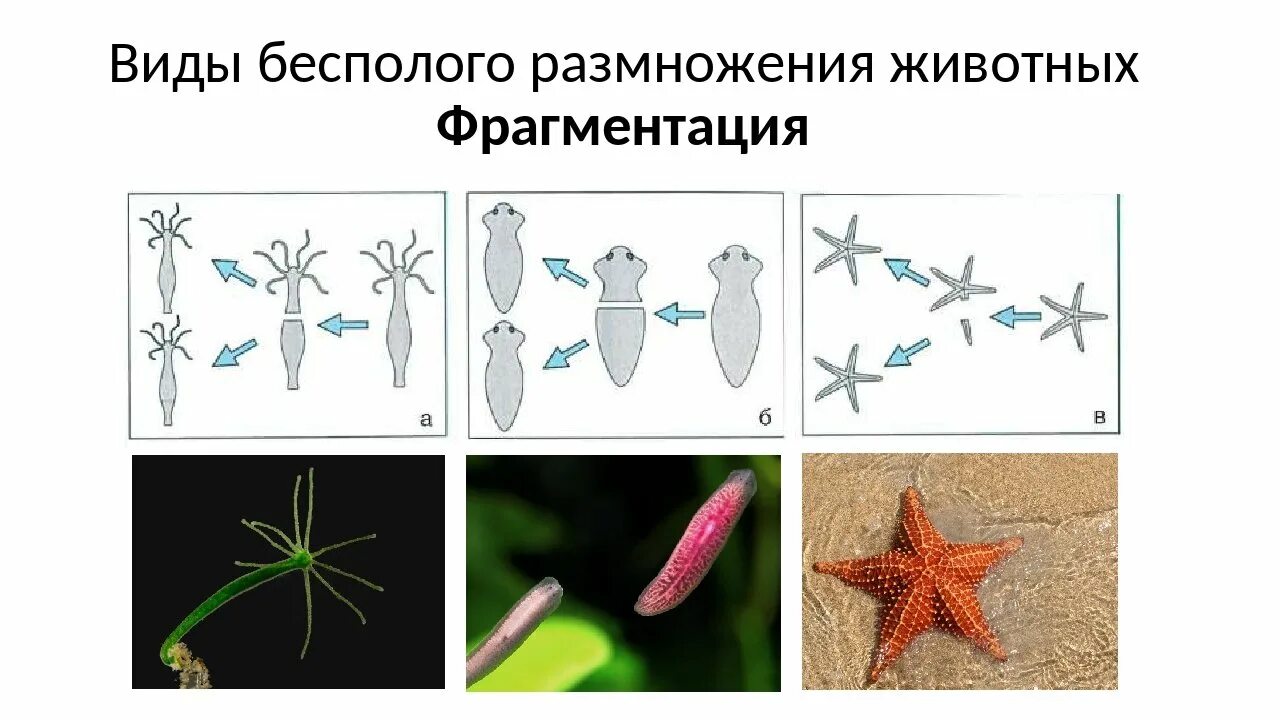 Фрагментация планарии. Бесполое размножение фрагментация рисунок. Фрагментация бесполое размножение организмы. Фрагментация тела бесполое размножение. Морская звезда половое размножение