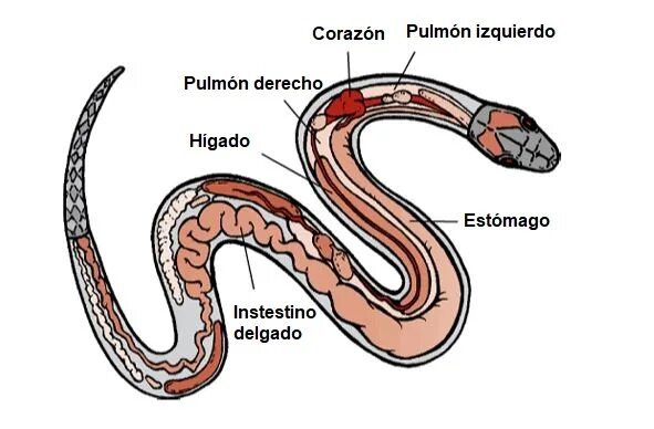 Легкие у змей. Строение пищеварительной системы змеи. Пищеварительная система змеи схема. Внутреннее строение змеи. Анатомическое строение змеи.