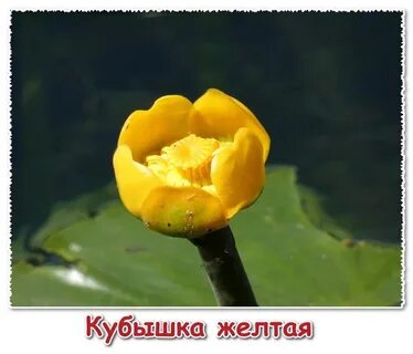 Кубышка красная