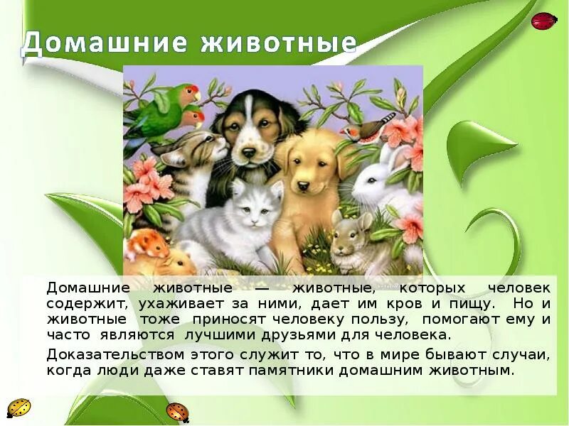 Я хочу рассказать о своем коте 2: найдено 74 изображений