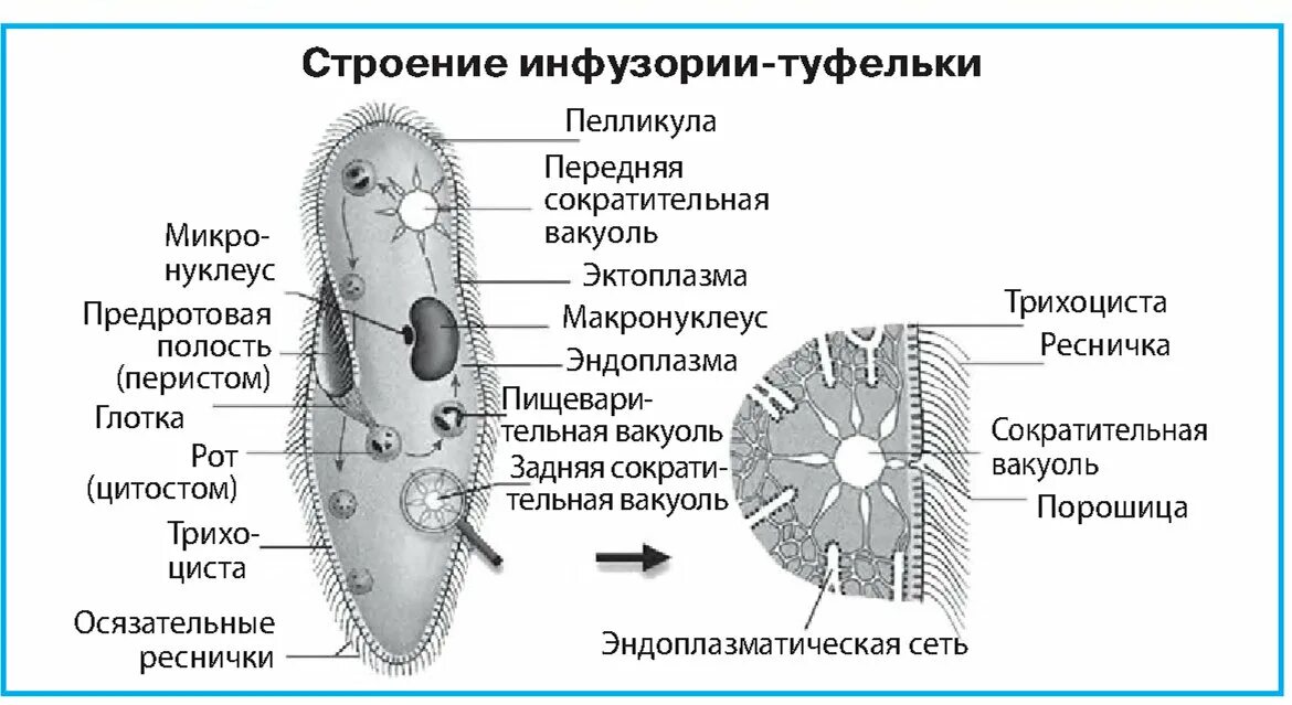 Строение и функции простейших. Инфузория строение рисунок. строение инфузории подробно. инфузория подробное строение. схема строения инфузории туфельки.