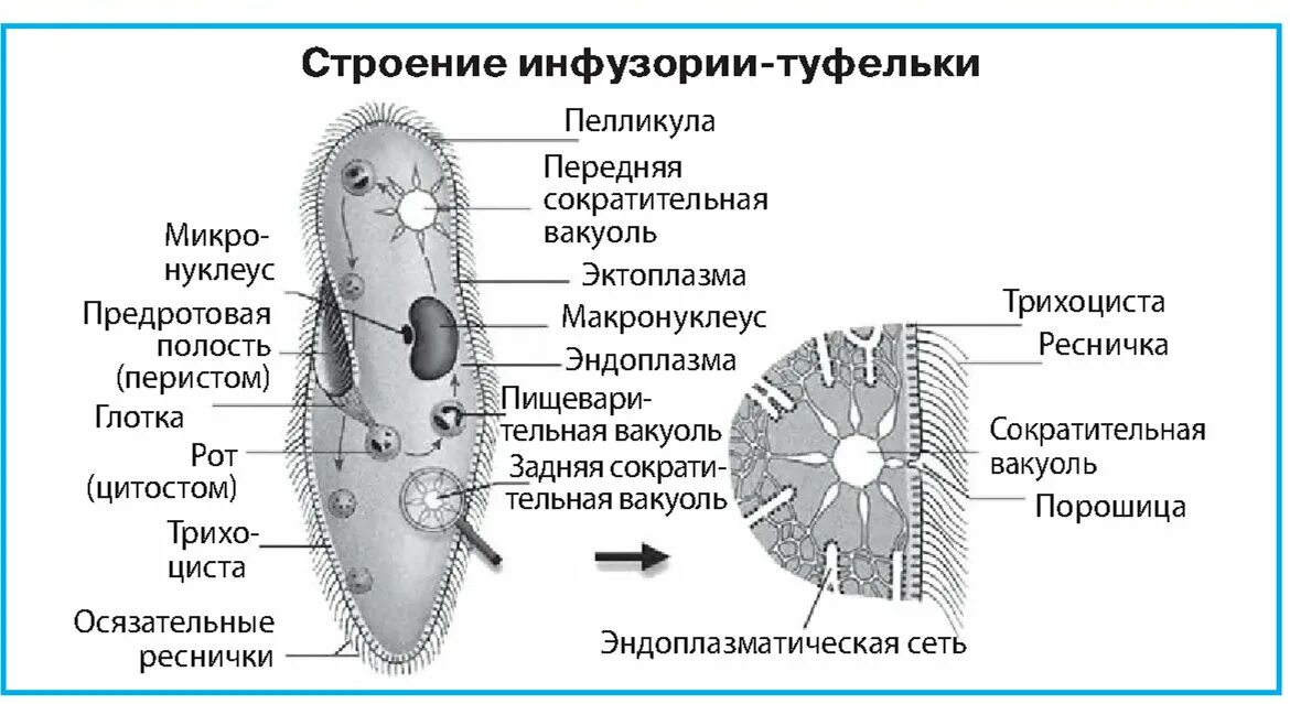 Инфузория туфелька структура. Инфузория строение рисунок. Строение инфузории подробно. Инфузория подробное строение. Схема строения инфузории туфельки.