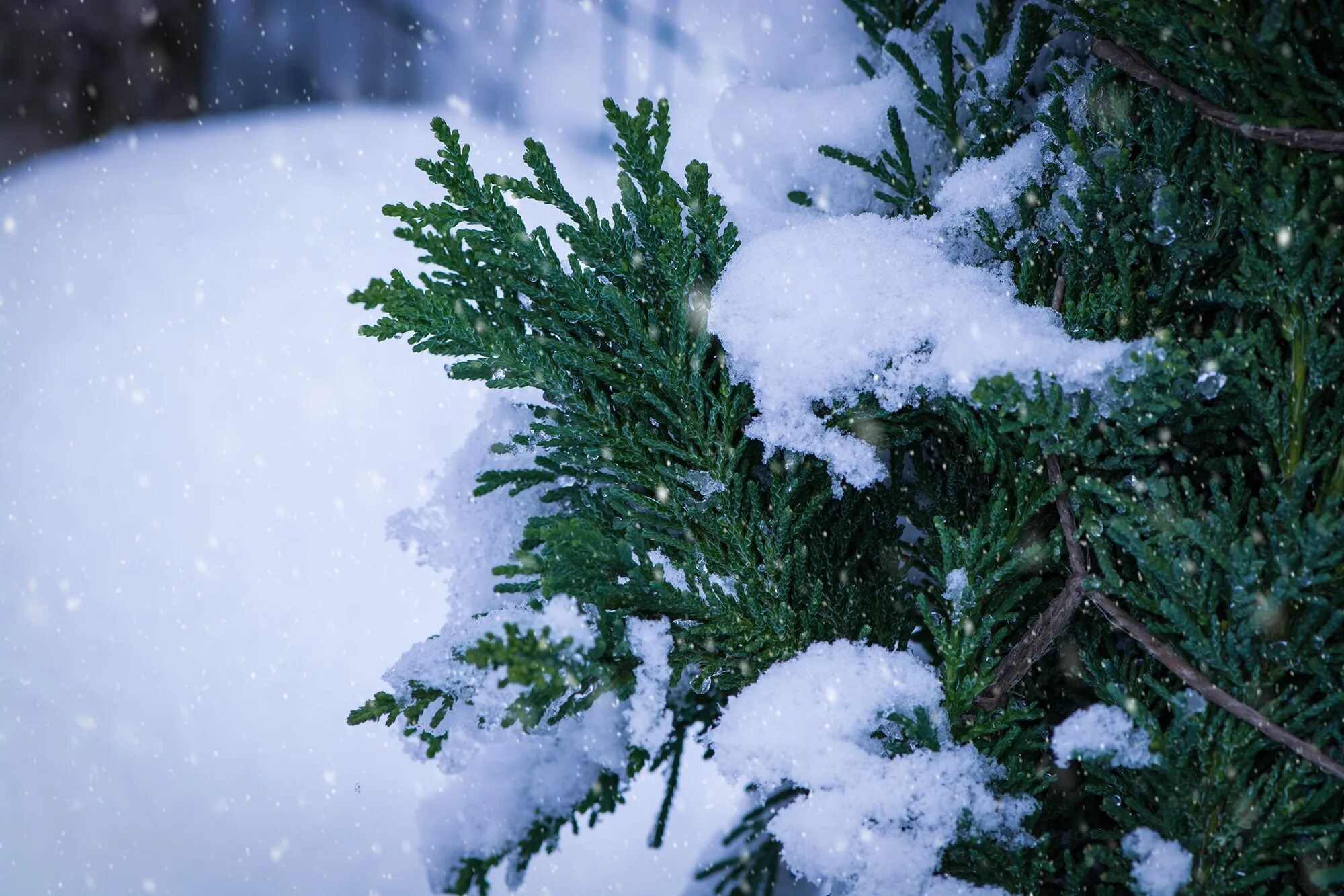Заснеженные деревья. Деревья в снегу. Туя в снегу. Зима, снег, деревья, ели, природа.