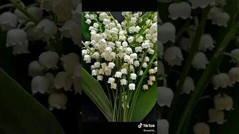 Песня я подарю тебе ландыши современные. Песня я подарю тебе ландыши современные