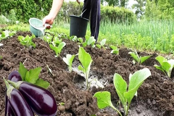 Посадка баклажан. Сажать баклажаны расстояние. Схема посадки баклажан. Сажаем баклажаны и перцы. На каком расстоянии сажать баклажаны