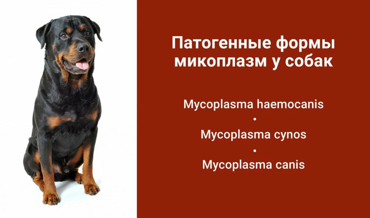 Микоплазмоз у собак симптомы. Микоплазмоз у собак симптомы