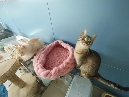 Котоняня