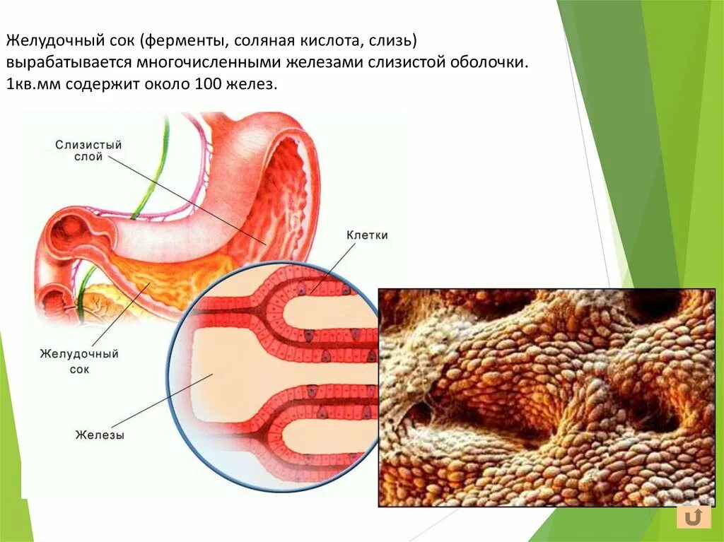 Желудок и желудочный сок. Как образуется желудочный сок. Как выглядит желудочный сок человека. Какого цвета желудочный сок. Ферментами сока тонкой кишки