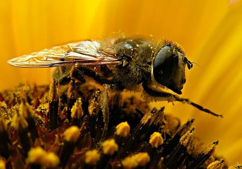 узбекские национальные инструменты дутар. туркменская музыкальная жужжалка 5 букв. жужжалка насекомое как выглядит. зурна дагестанская. туркменские музыкальные инструменты.