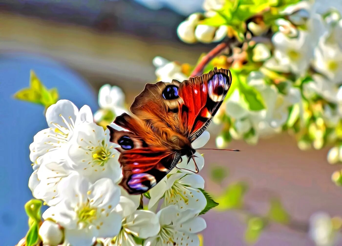 Весенние бабочки. Цветы весенние и бабочки. Красивые весенние бабочки.