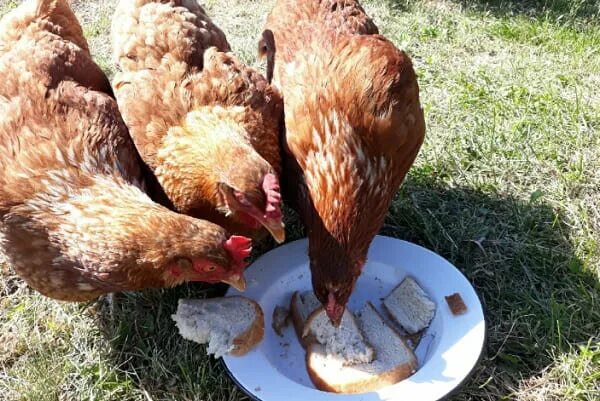 Можно ли цыплятам хлеб. Хлеб для курей. Курица в хлебе. Кормление кур хлебом. Куры едят хлеб.