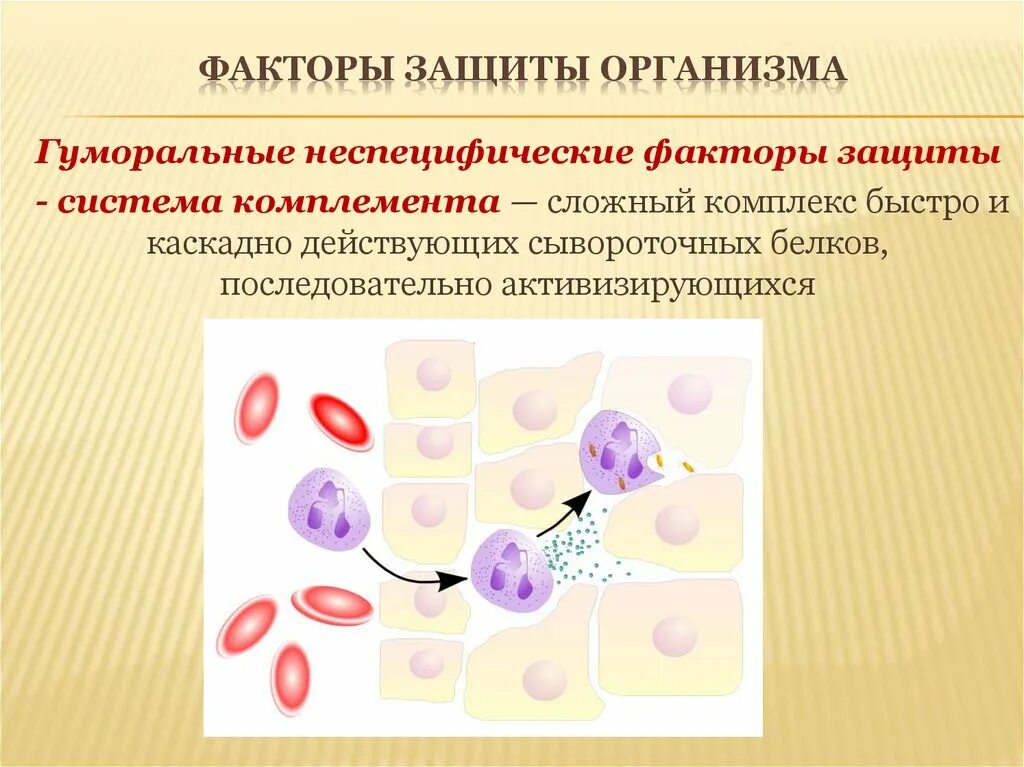 Защита организмов презентация. Гуморальные факторы неспецифической защиты организма. Факторы естественной защиты организма. Клеточные факторы защиты организма. Клеточные факторы неспецифической защиты организма.