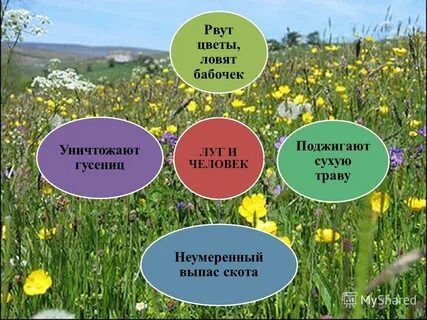 Естественные природные сообщества луг