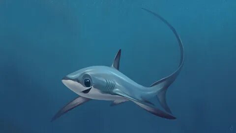 Thresher shark