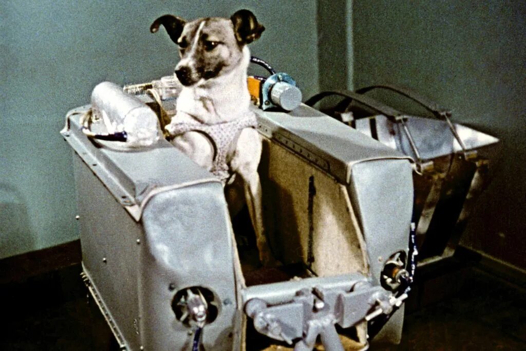 Кличка первой собаки полетевшей в космос. Лайка 1957. Собака лайка в космосе 1957. 1 Собака лайка космонавт. Собака лайка на спутнике 2.