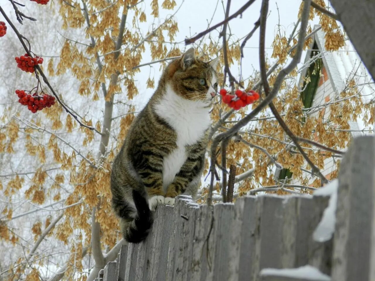 Кошки зимой. Кот и первый снег. Коты в ноябре. С зимой с первым снегом