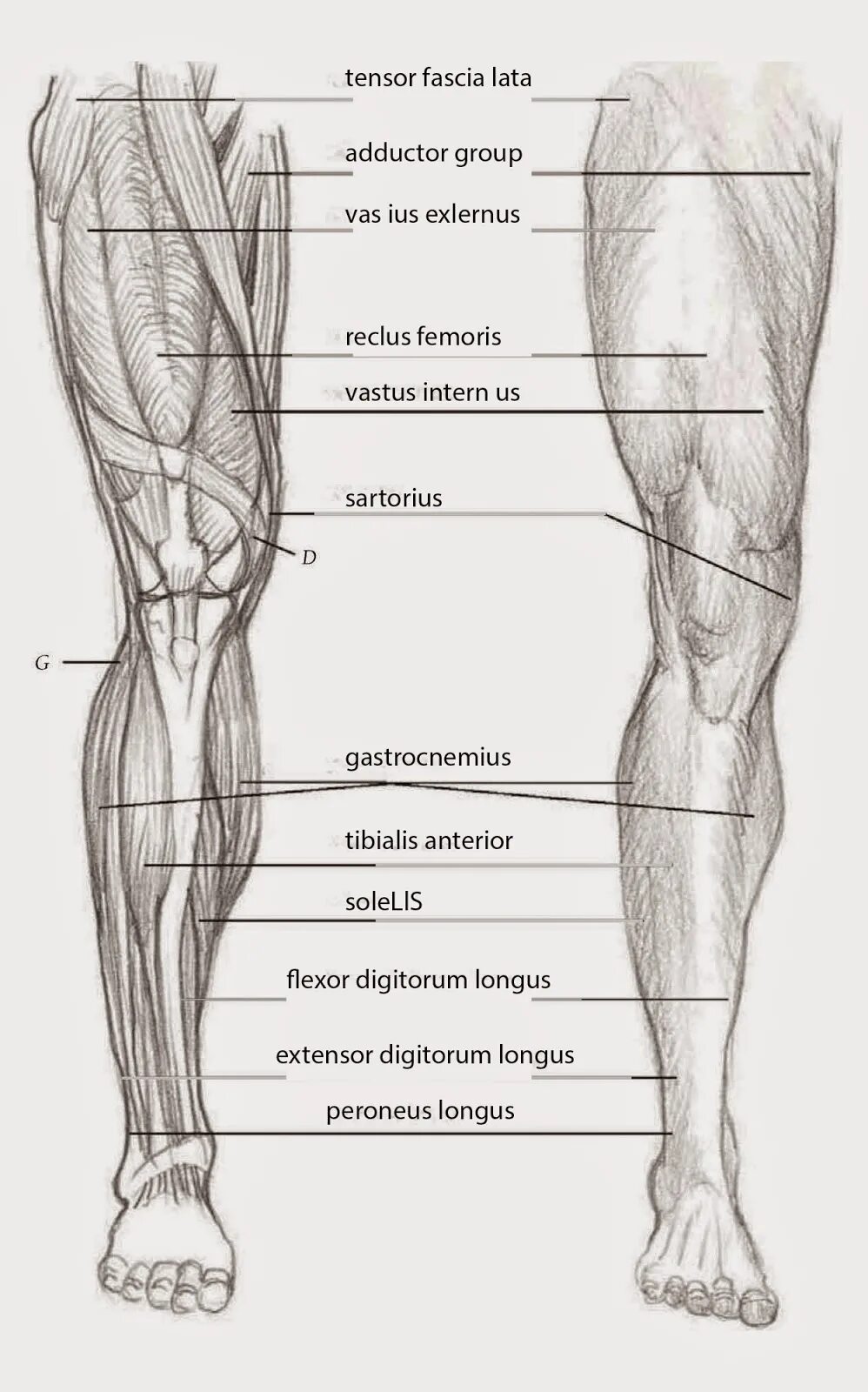 Строение ноги до колена. Голень анатомия человека. Строение голени человека. Нога голень анатомия. Голень схема.