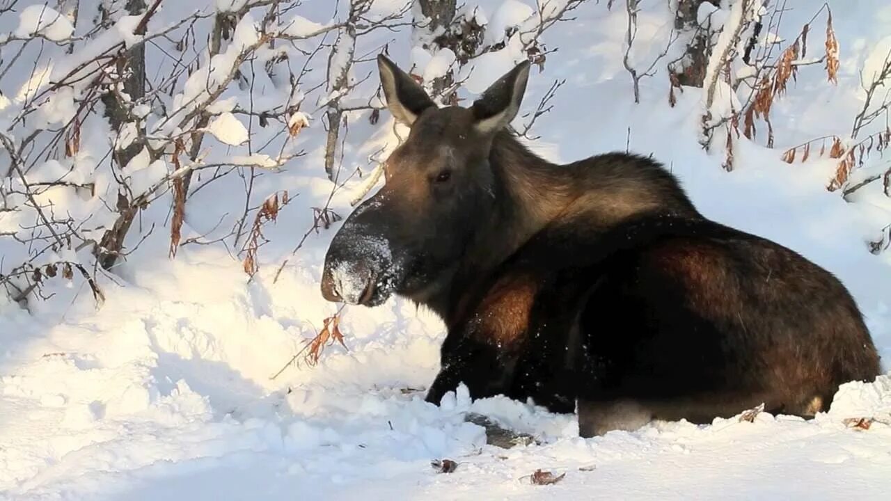 Рождения лосей. Лось в снегу. Лось зимой. Жилище лося. Лось лежит.