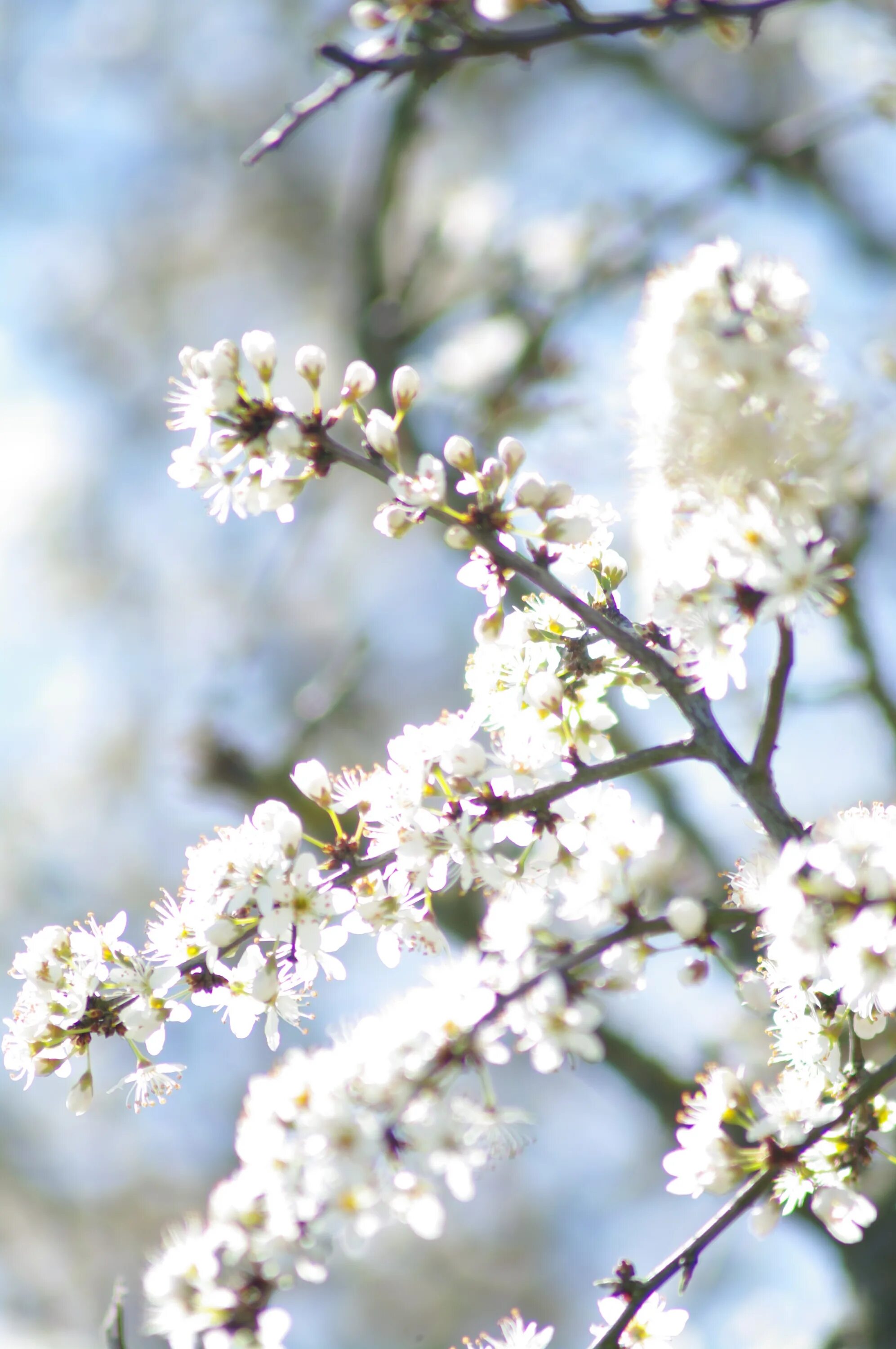 Природа в белых цветах. Summer blossom. Summer blossom. Summer blossom. Гибискус море.