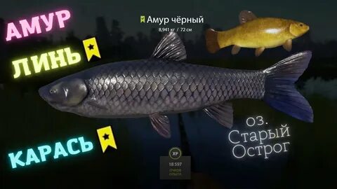 Рр4 черный амур