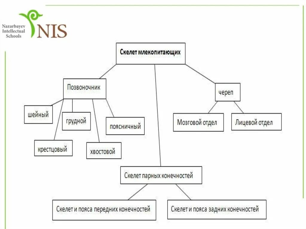 Вывод об особенностях скелета млекопитающих сделайте рисунки. Скелет млекопитающих схема таблица. Скелет млекопитающих схема 7 класс. Схема строения скелета млекопитающих. Функции скелета млекопитающих.