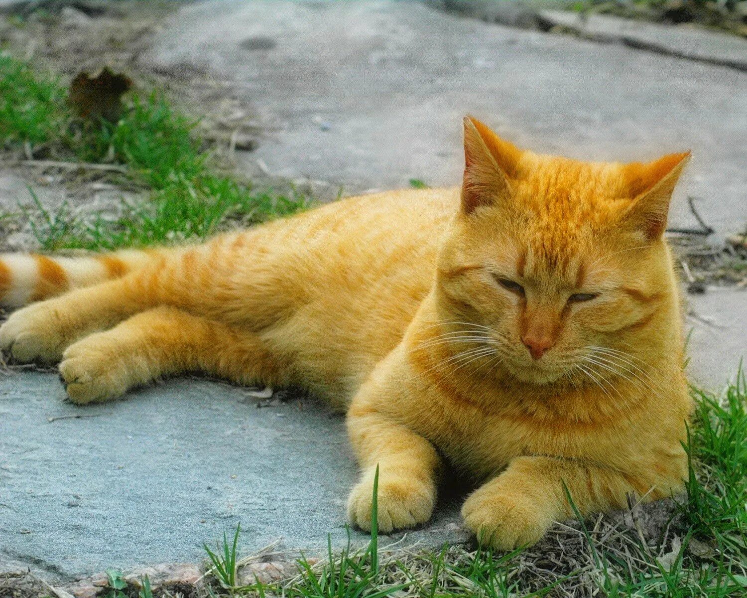 Кошечка желтая. Бразильская короткошерстная кошка рыжая цейлонская. Рыжий беспородный кот. Цейлонская кошка рыжая. Рыжий кот Барсик.