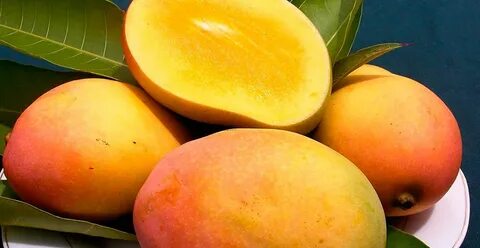 Манго фрукт или ягода