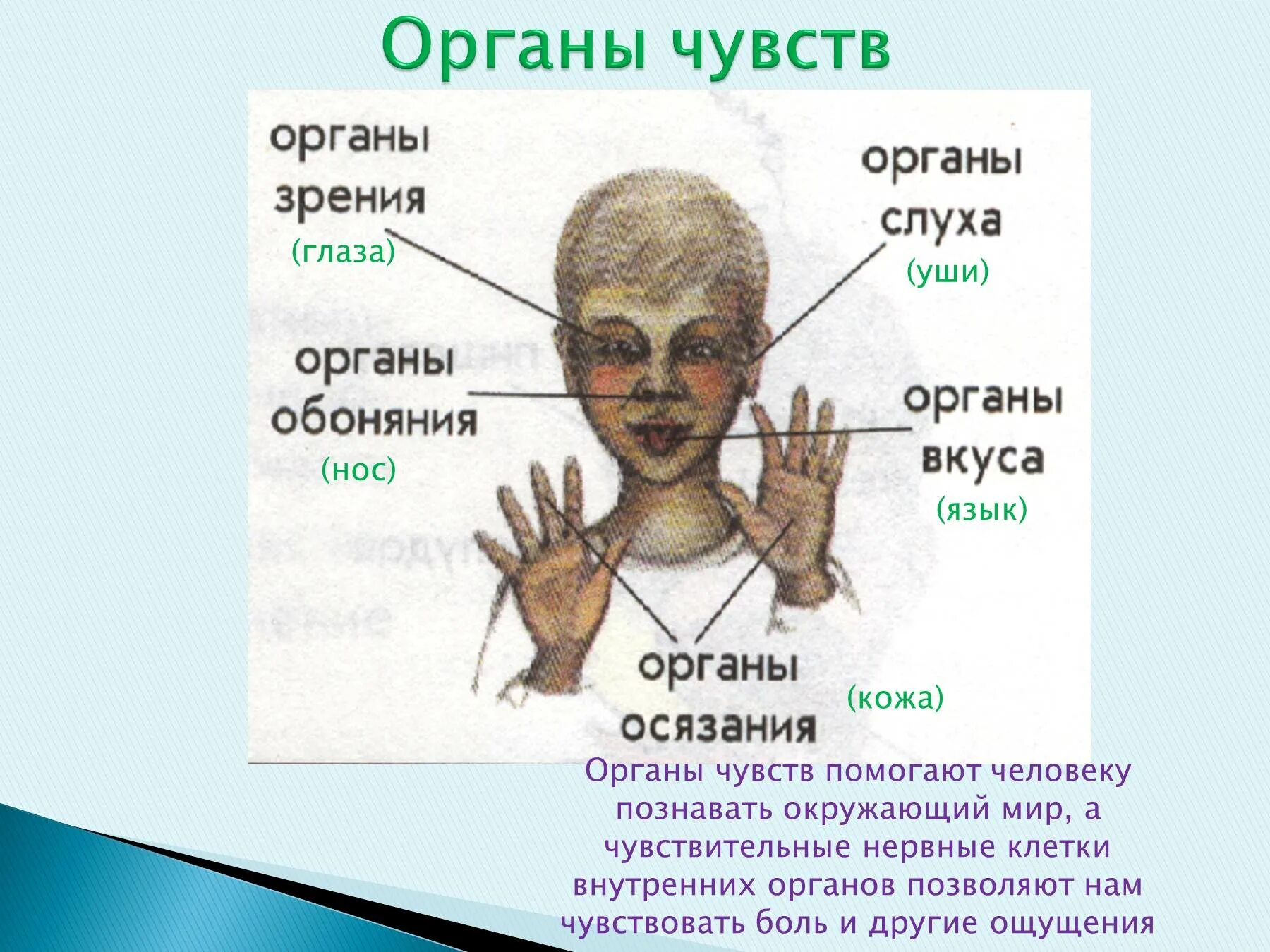 Сколько чувств есть у человека. Органы чувств человека. Какие органы чувств есть у человека. Логаны чувств у человека. Орнюнаны чувств у человека.