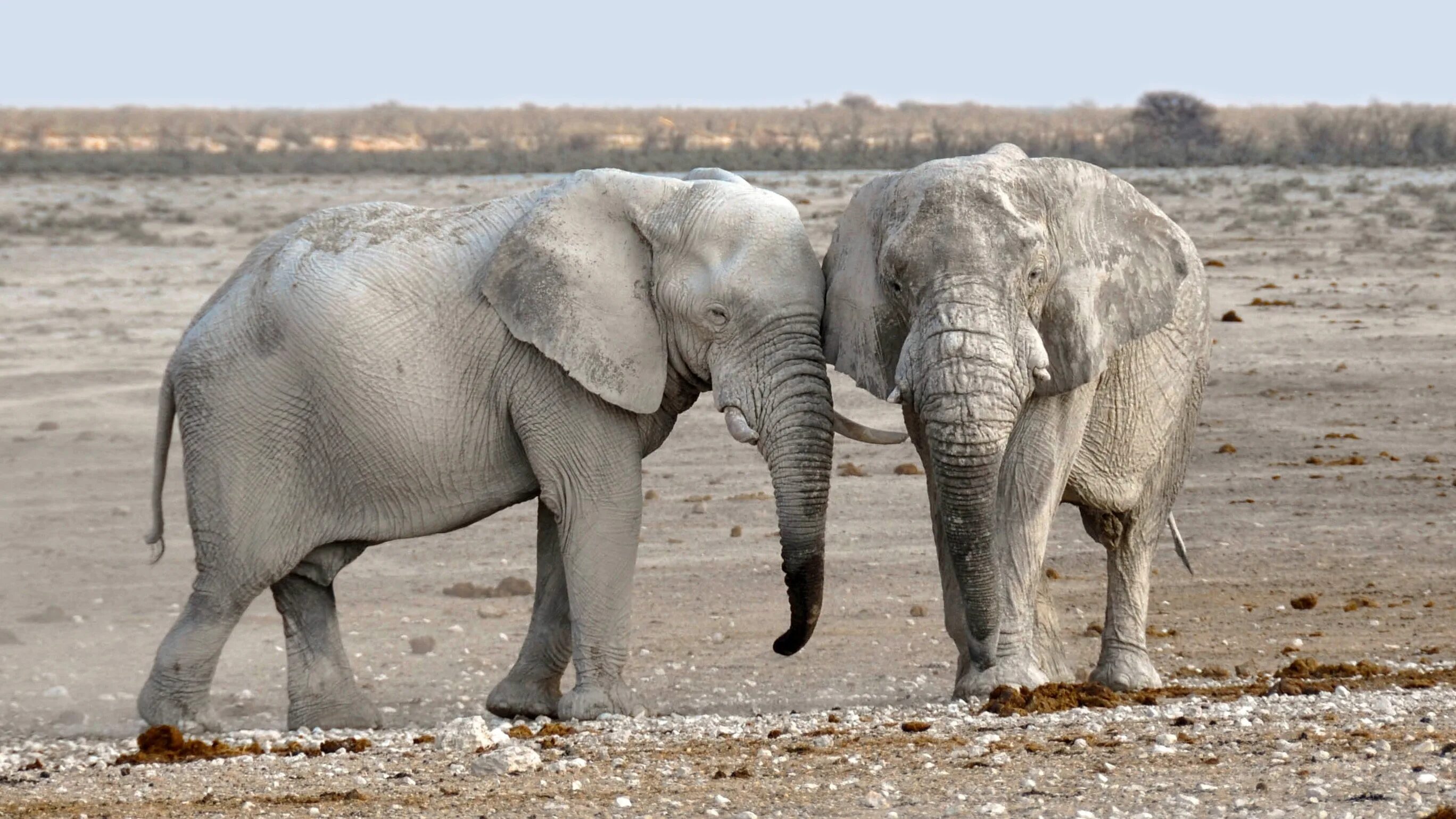 3 5 животных на суше. Животные на суше. Намибия слоны. Белый слон.
