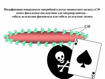 Модификации поверхности