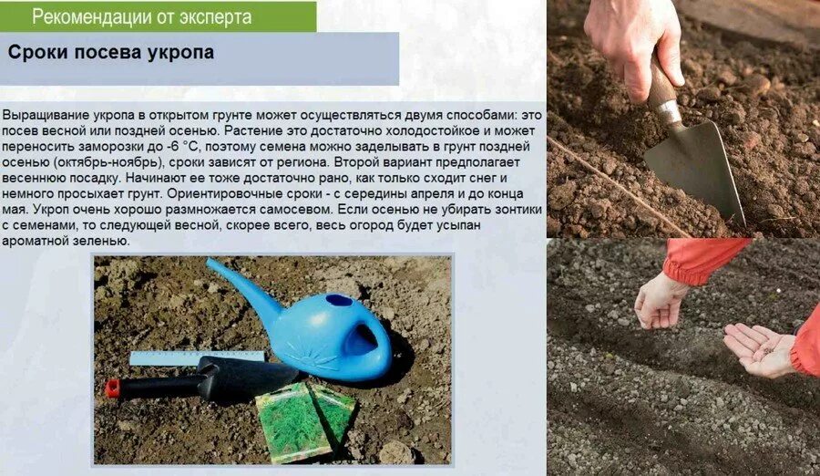 Как посадить укроп в открытый грунт семенами. Семена укропа для посадки. посадка укропа весной в открытый грунт. посев семян в открытый грунт весной. семена укропа посев.