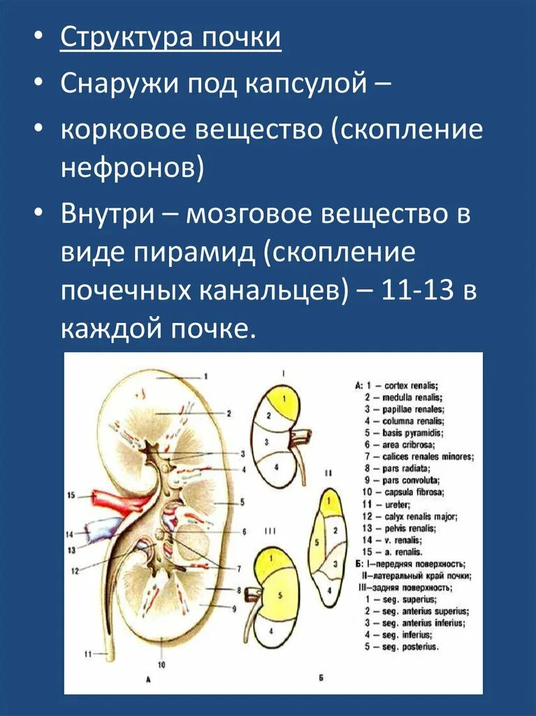 Корковое вещество почки функции. Структура почки. Строение коркового вещества почки. Строение коркового и мозгового вещества почки. Структура почки почечная капсула.