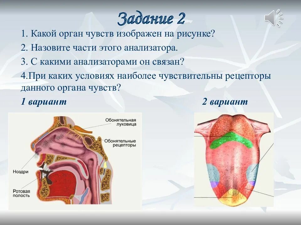 Какой орган является. Анализаторы органы чувств. Строение анализатора органа чувств. Органы чувств человека строение и функции. Анализаторы и их строение.