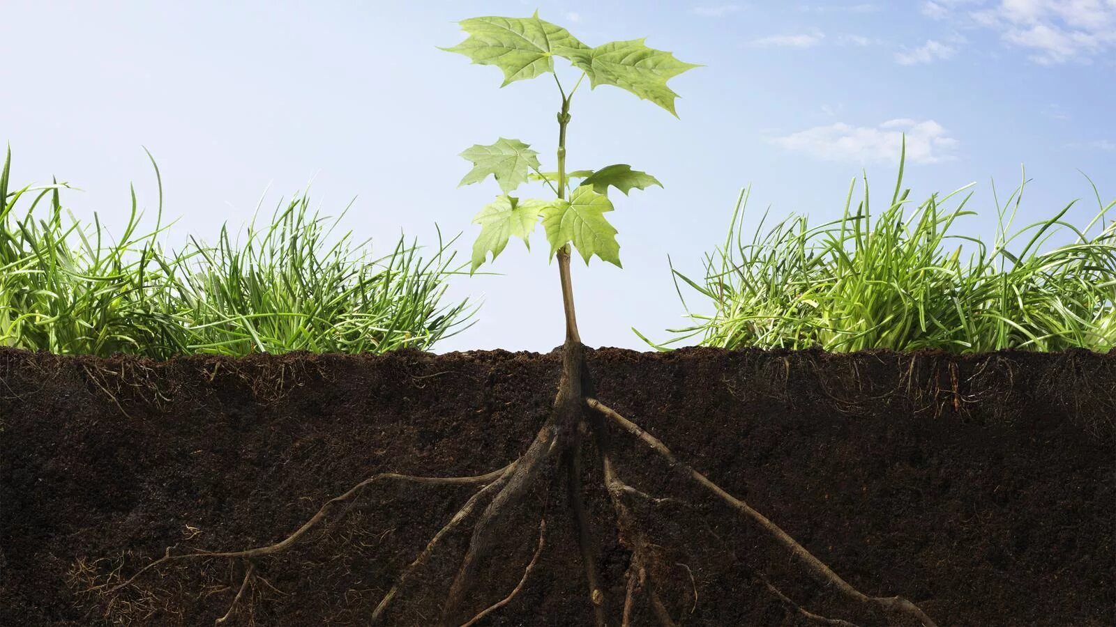 Дуб какая почва. Грунт grow. цветок и корни в земле. почва растения цветы и деревья. удобрения картинки.