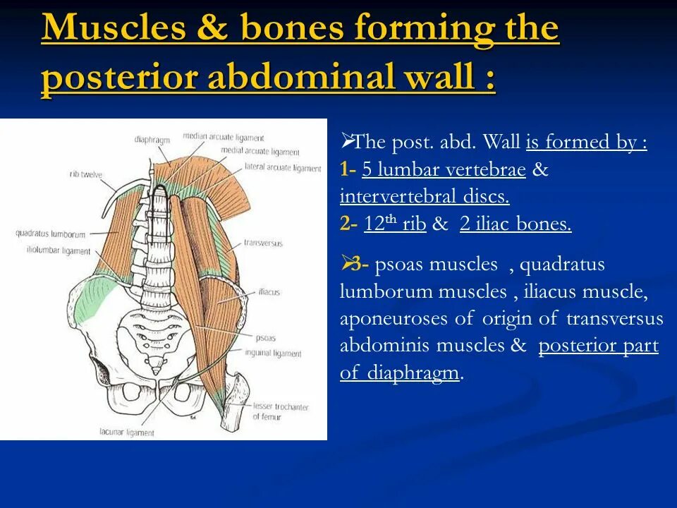 Abdominal Wall. Abdominal Wall Bones. Ligament in the abdominal Wall. The bones form