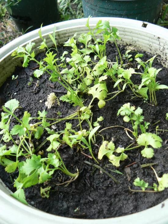 Всходы кинзы. Микрозелень кинза. Всходы кинзы. Как растет кинза из семян. Пророщенный кориандр и кинза.